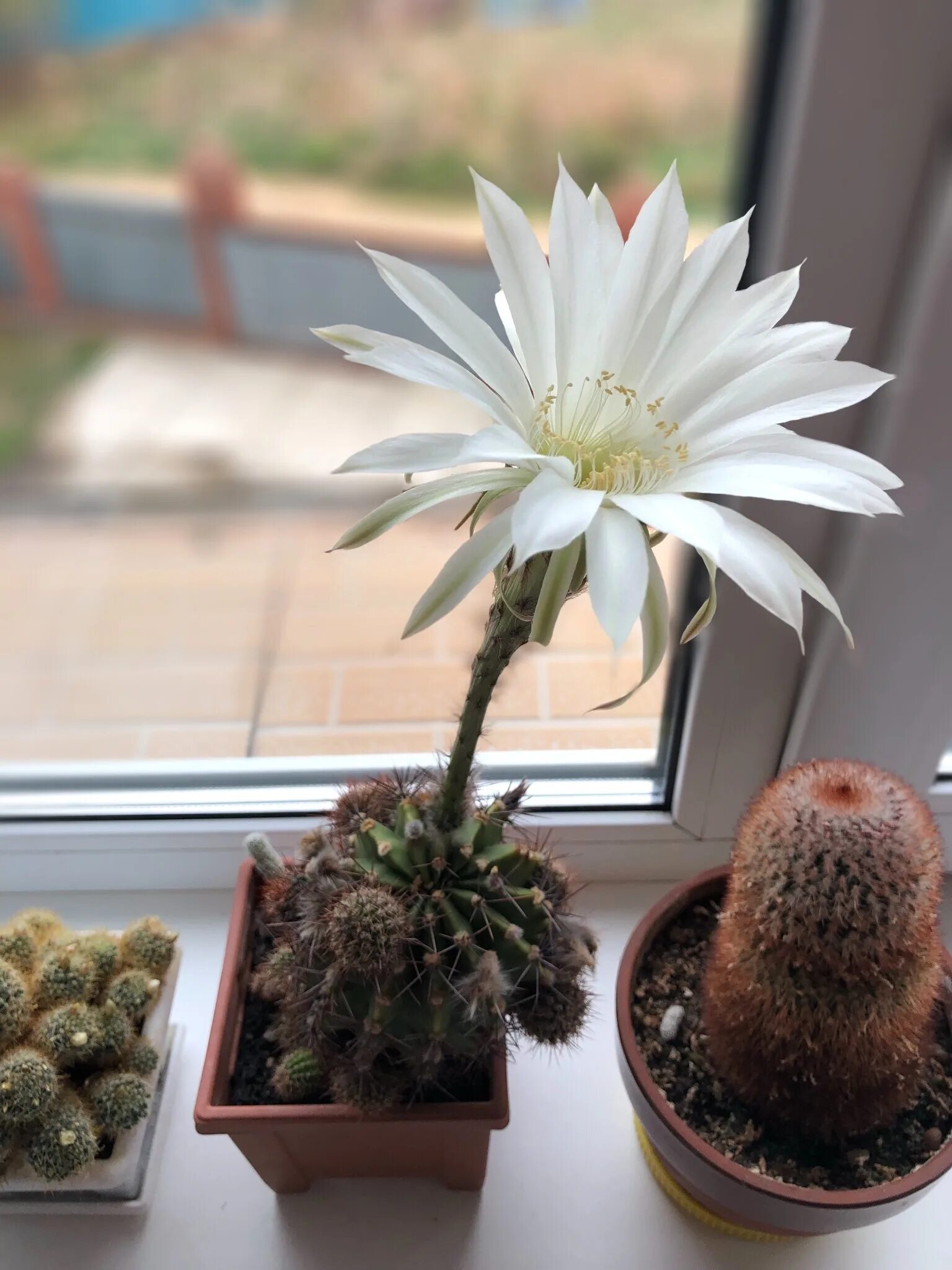 кактус киров. маленький цветущий кактус. кактусы декор икеа. керамические кактусы икеа.