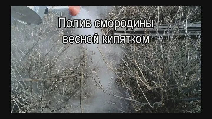 Куст смородины кипятком. Полив смородины кипятком. полив смородины кипятком весной. обработка смородины кипятком. обработка смородины кипятком ранней весной.