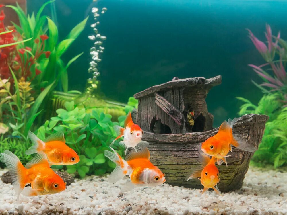 Pets fish