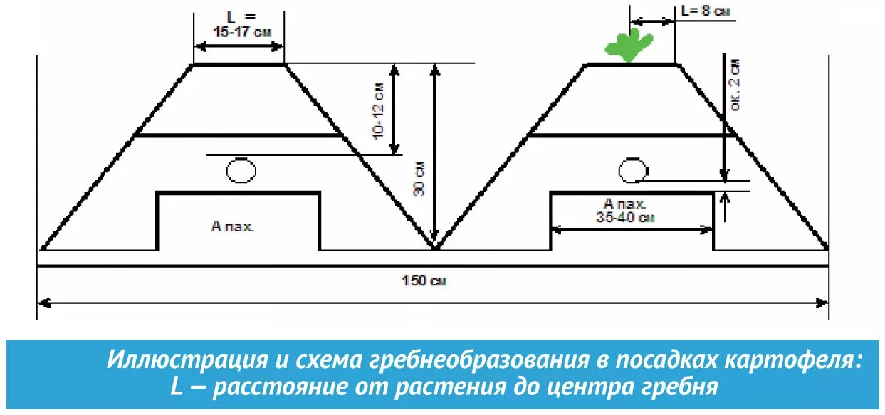 Ширина гребней для посадки картофеля. Схема посадки картошки под мотоблок. Схема сдвоенной посадки картофеля. Схема и глубина посадки картошки.