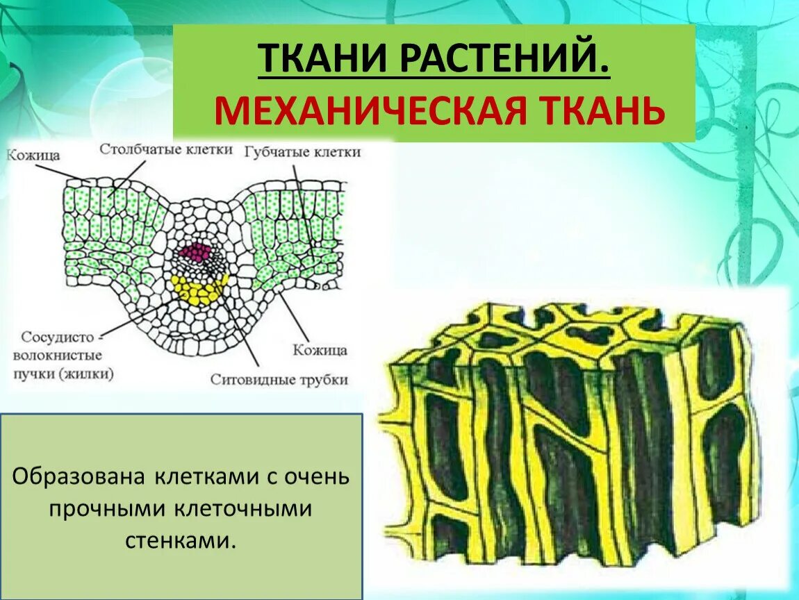 Сильно развиты механические ткани листа