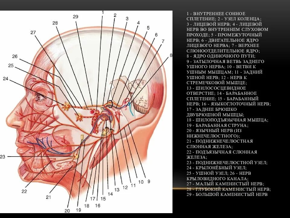 Сплетение черепных нервов. Черепно лицевые нервы анатомия. Узел коленца лицевого нерва. Анатомия головы человека тройничный нерв. Узел коленца анатомия.