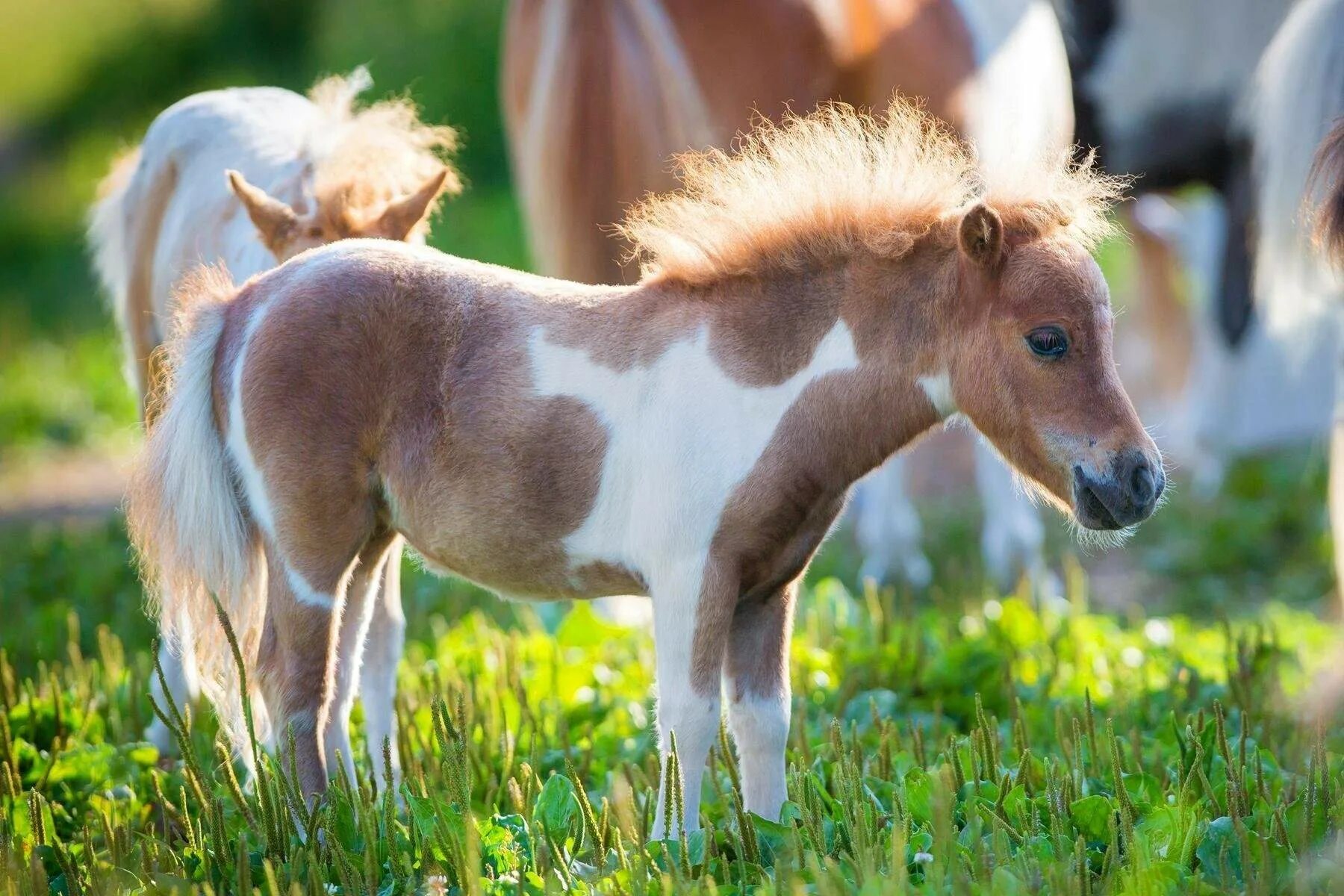 Mini pony. Лошади породы Фалабелла. Шетлендский пони с жеребенком. Жеребенок мини лошади. Жеребенок Фалабелла.