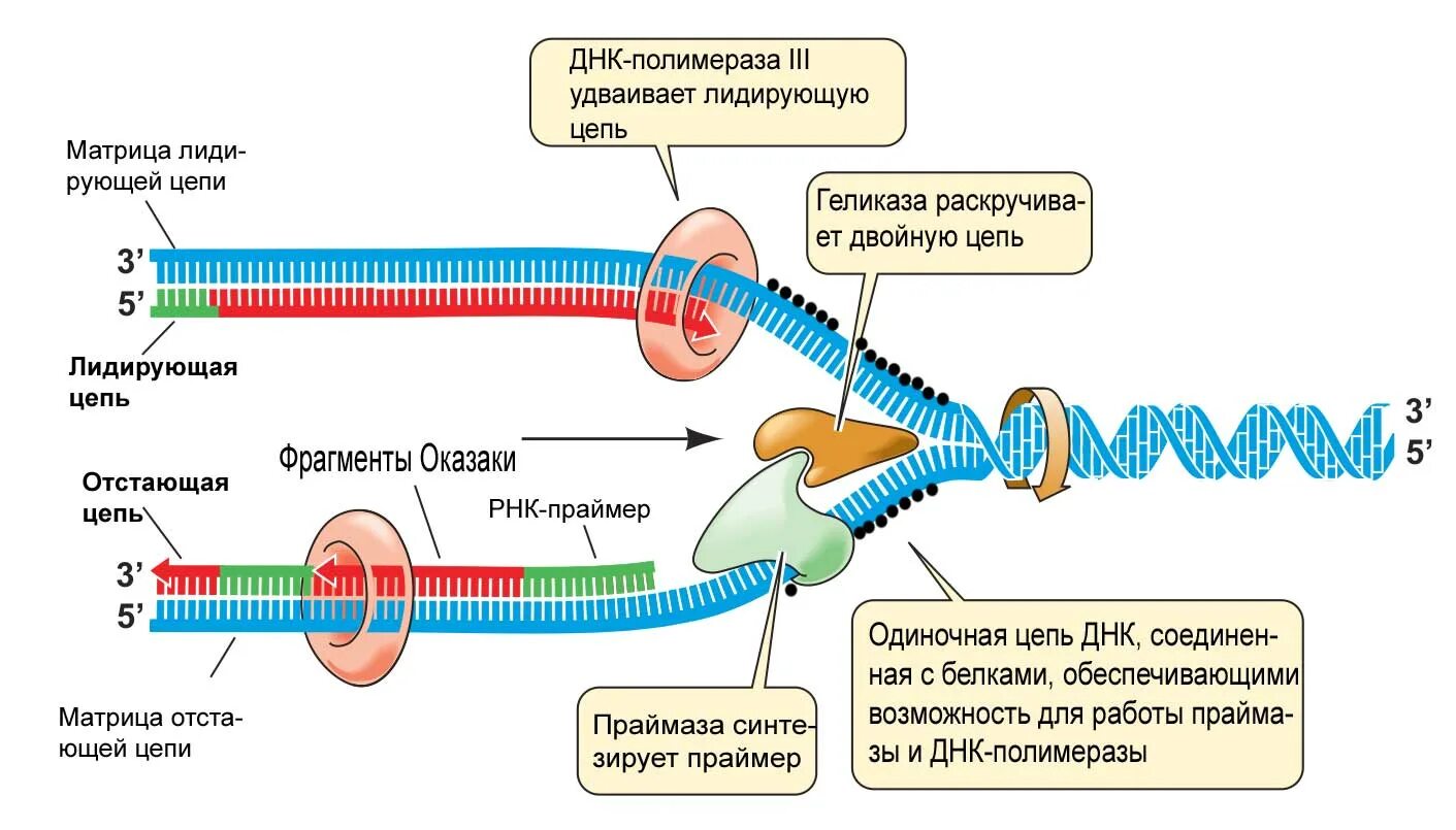 Фермент вилка. ДНК полимераза репликация ДНК. Репликация ДНК полуконсервативный механизм репликации ДНК. Элонгация ДНК ДНК. Механизм репликации ДНК схема.