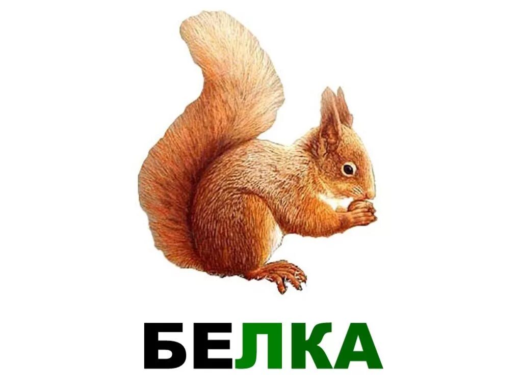 надпись белочка. белка на черном фоне. белка карточка для детей. наклейка на машину беллочеа. надпись белочка.
