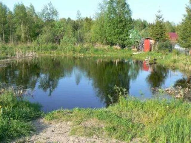 Сквер олонецкий биоплато. Продам пруд. Деревенский пруд. Пруды в мостовском районе. Дом у пруда.