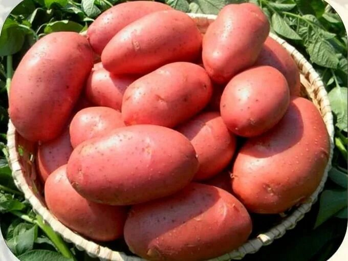 Семенной картофель Ред Леди (порция 500 г)