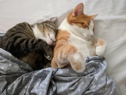 Котики в обнимку