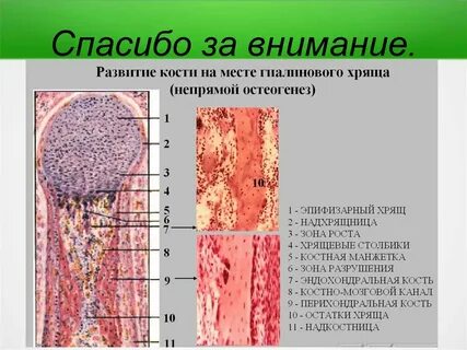 Перихондральное окостенение при непрямом остеогенезе