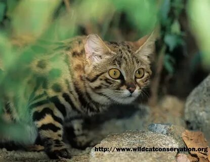 Чернолапая кошка