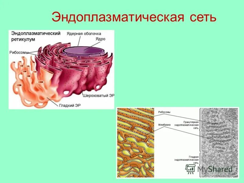 Шероховатая эндоплазматическая сеть функции