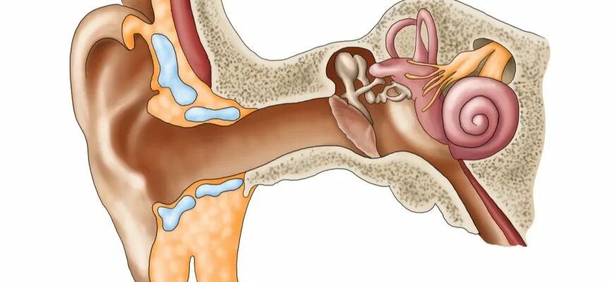 Острый катаральный отит. Тубоотит барабанная перепонка. Острый катаральный отит уха. Причины воспаления среднего уха