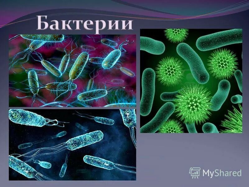 Растения гетеротрофы. Переходные формы эвглена зеленая. Сальмонелла автотроф или гетеротроф. Автотрофы и гетеротрофы. Сальмонелла автотроф или гетеротроф.