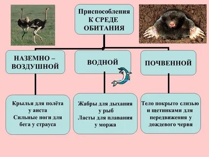 Виды приспособленности живых организмов