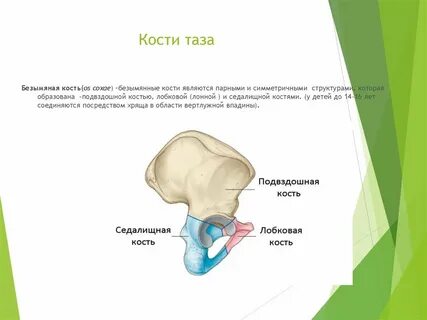 Тазовая кость относится к скелету