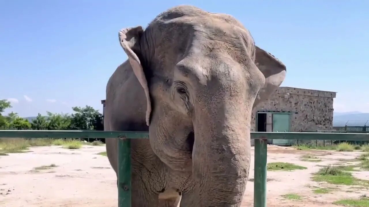 Слон. Слониха гуляет по Африке со слоненком. Парк Львов Тайган в Крыму. Zoo. Парк ласковый