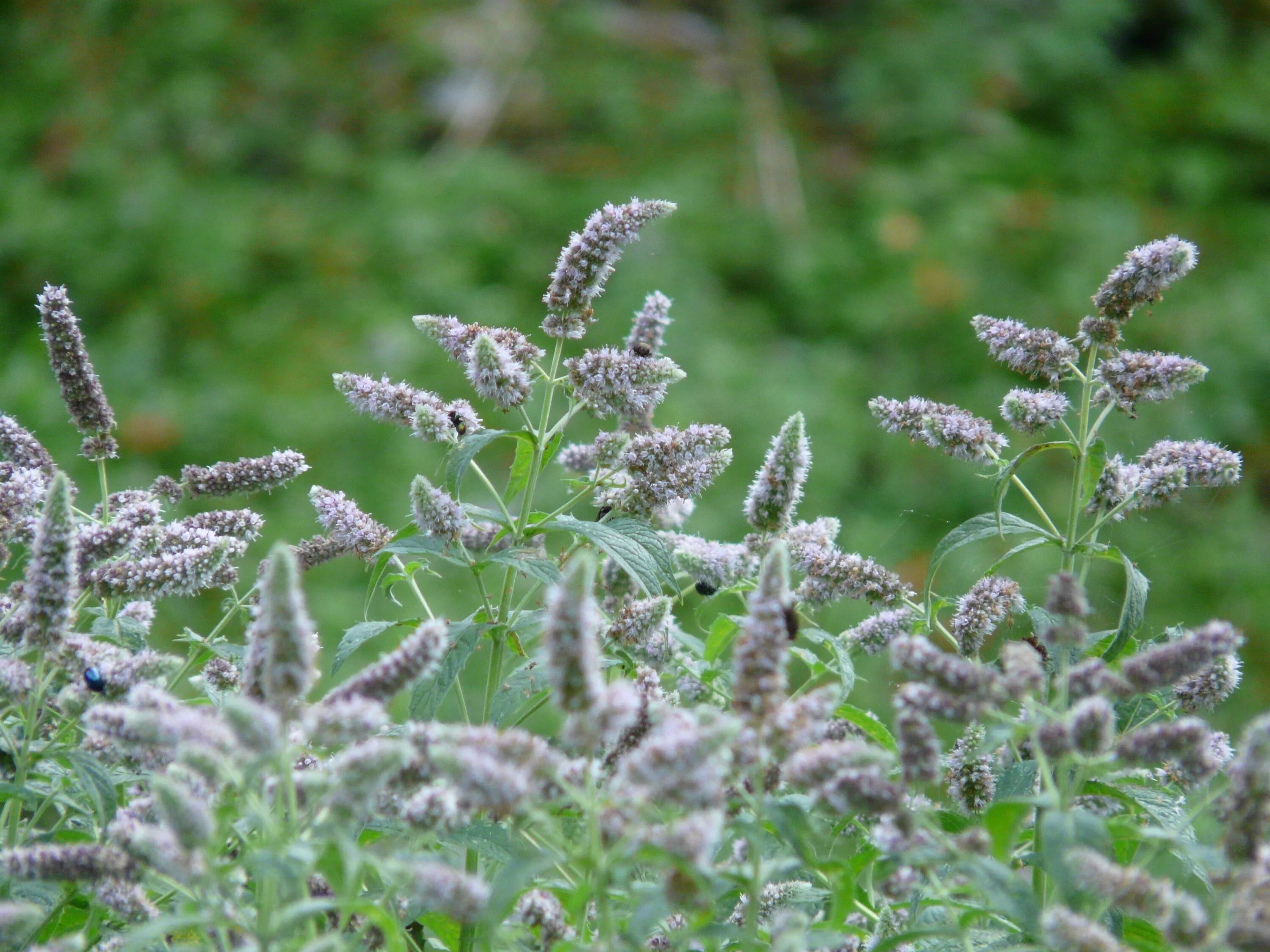 Трава пахнущая мятой. Mentha longifolia 'Buddleia'. Мята длиннолистная Дикая. Мята длиннолистная Сильвер.