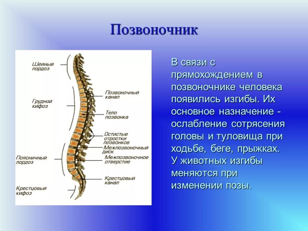 Позвоночник человека. Строение позвоночника. Скелет позвоночника. Строение позвоночного столба. Изгибы костей