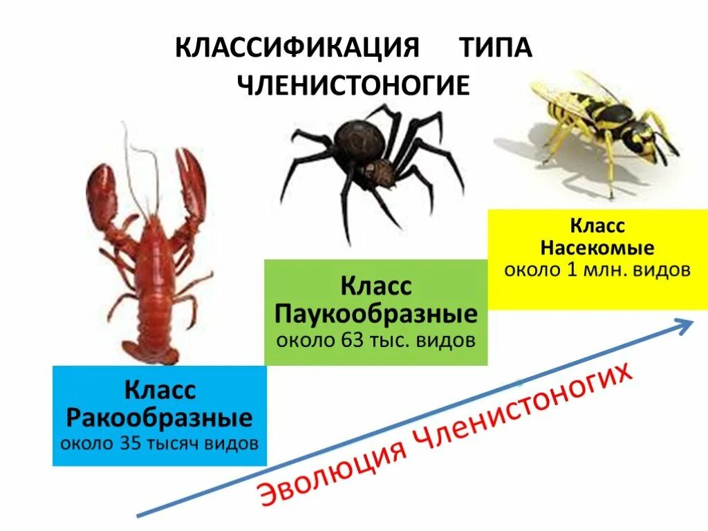 Общая характеристика и классификация членистоногих. Тип Членистоногие схема. Классификация членистоногих схема. Систематика членистоногих 7 класс. Ракообразные паукообразные насекомые конечности