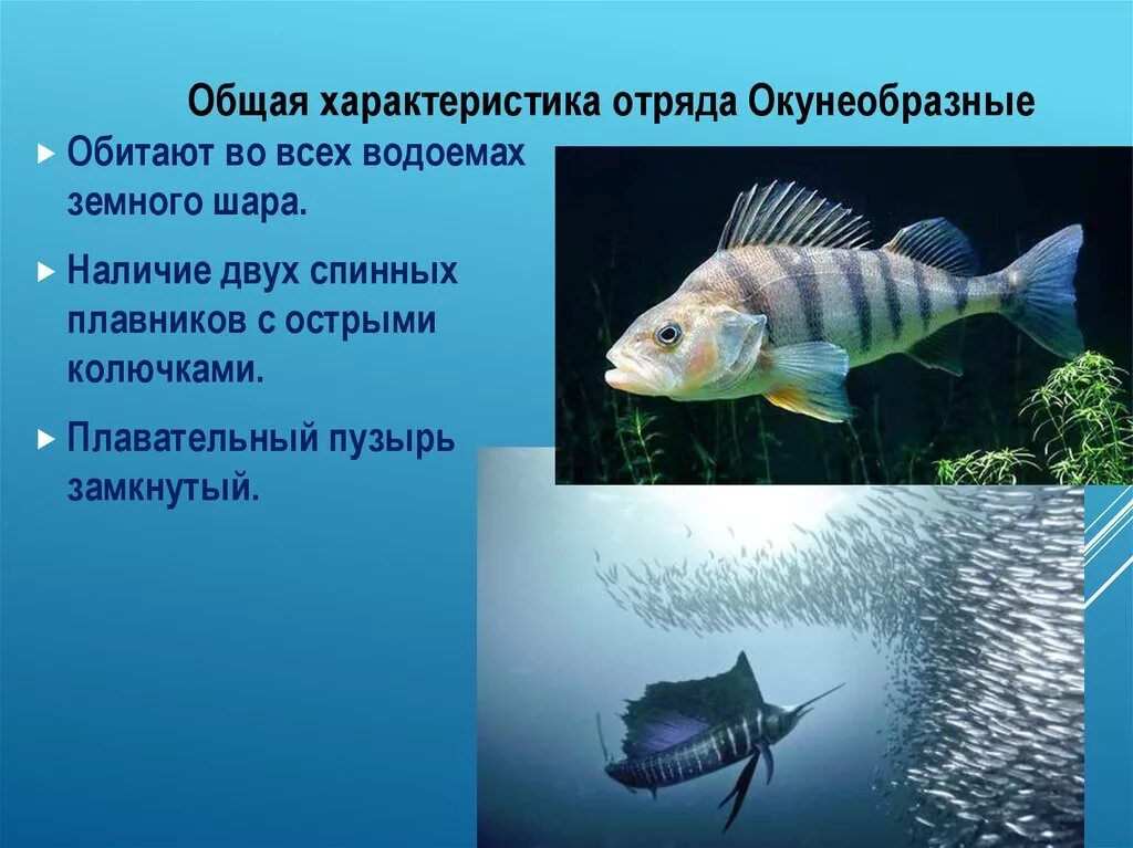 Класс рыбы плавники. Отряд окунеобразные биология 7 класс. Отряд окунеобразные среда обитания. Отряд окунеобразные размножение. Отряд окунеобразные рыбы представители.