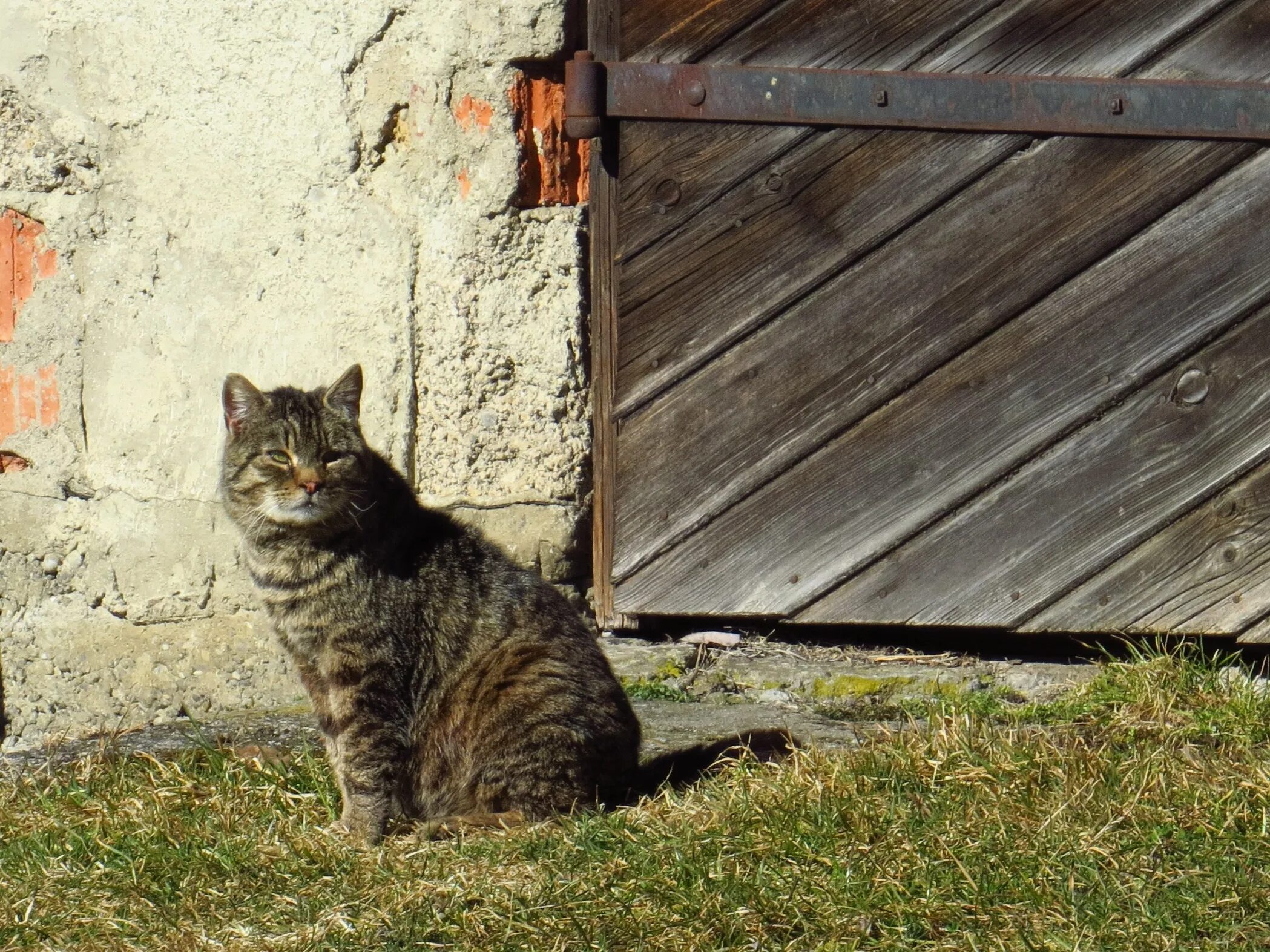 Near cat. Кошка сидит. Кошачьи ворота. Кошка домашняя Старая. Кот у ворот.