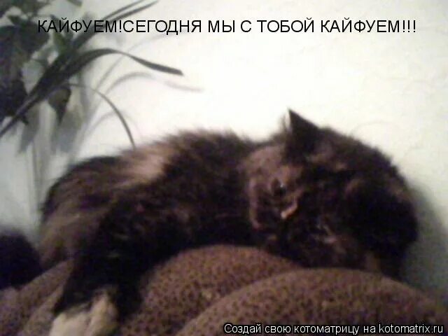 кайфуем мы с тобой кайфуем