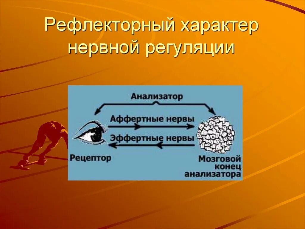 Рефлекторная регуляция нервной системы. Рефлекторный характер. рефлекторная нервная регуляция. рефлекторный характер нервной деятельности. характер у нервной регуляции.