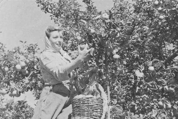 Целина 1954 хрущев. Год урожая 1952. Уборка картофеля в колхозе. Урожай для детей. Сельское хозяйство в ссср в 70-80.