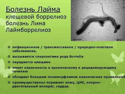 Боррелиоз инкубационный период