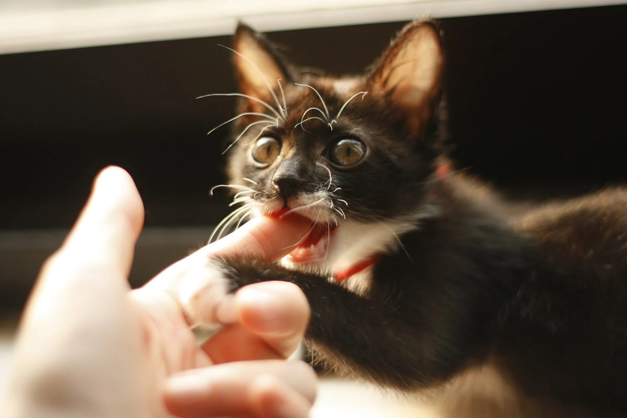 Котики кусаются. Кошка вцепилась. Котики кусаются. Котенок сильно кусает. Кошка царапается.