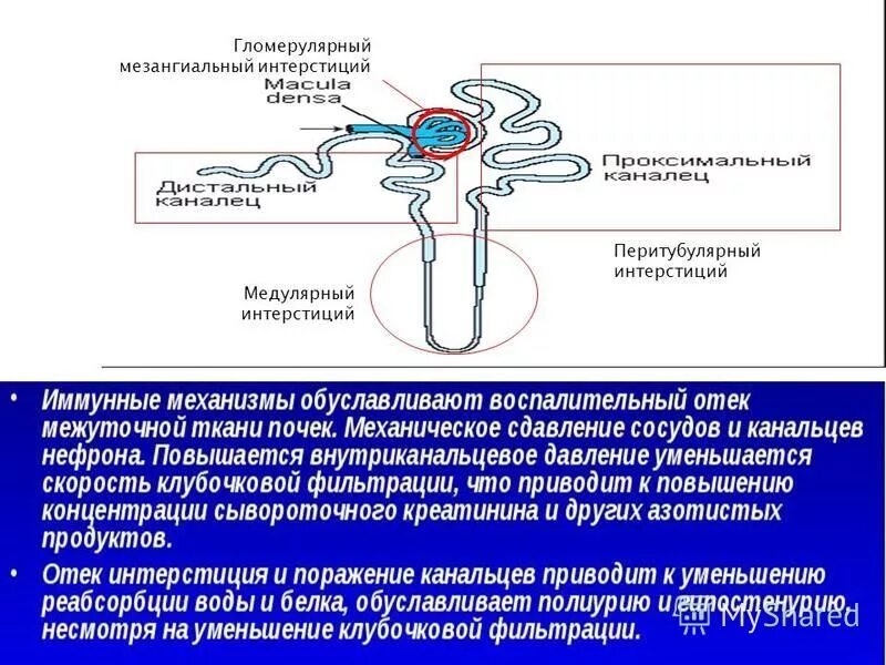 Интерстиций почки