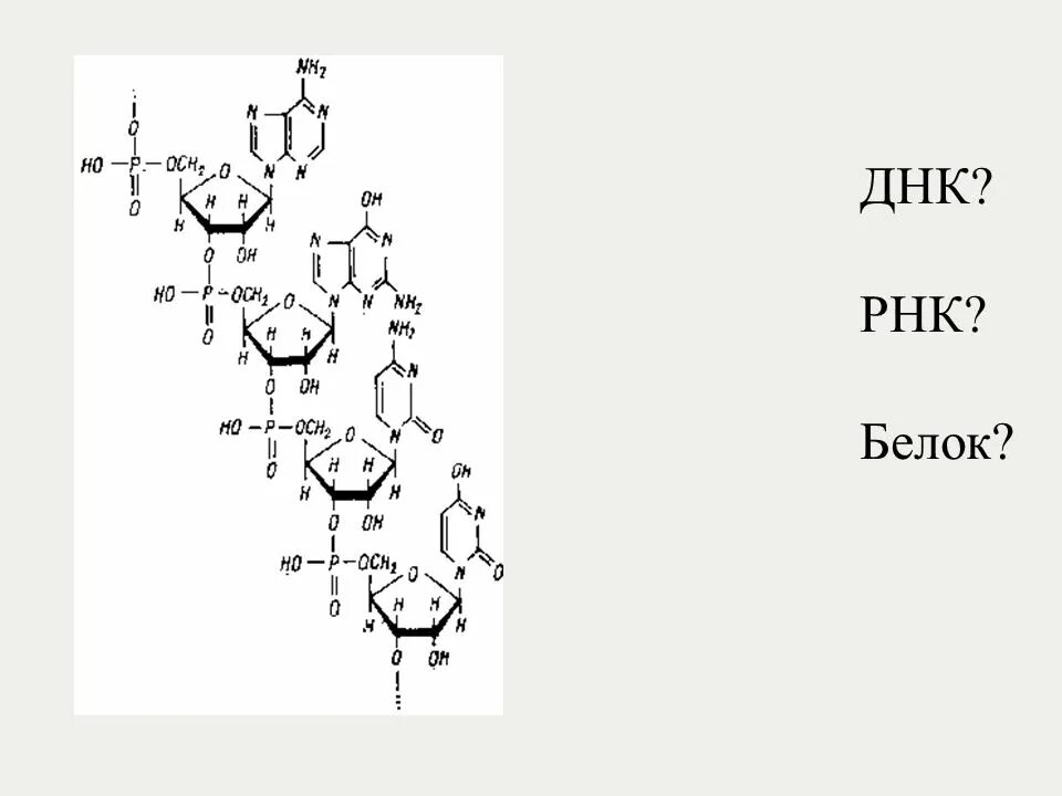 ДНК формула. Дезоксирибонуклеиновая кислота формула. РНК/ДНК-дуплексы. Дуплекс ДНК. Белковая рнк