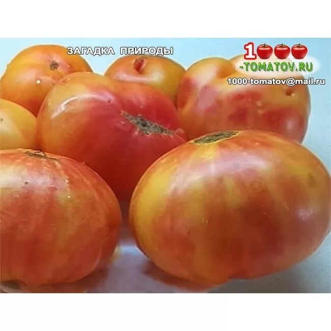 Томат подарок феи характеристика и описание сорта урожайность с фото. Вкусный и 