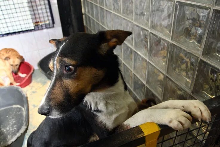 приют для собак. маленькие собачки из приюта. приют маленьких собак в спб. приют маленьких собак в спб. приюты для собак в спб.