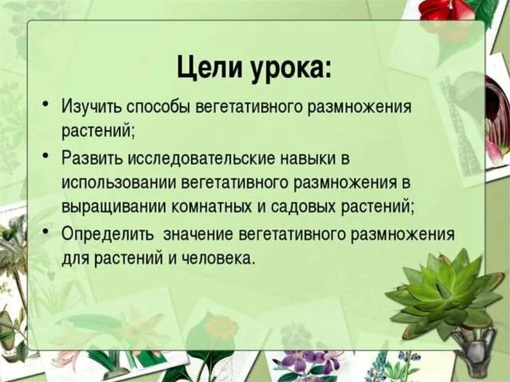 Вегетативное размножение биология 6 класс проект. Вывод вегетативного размножения комнатных расте. Проект вегетативное размножение растений. Вывод на тему вегетативное размножение комнатных растений. Биология 6 класс вегетативное размножение растений лабораторная