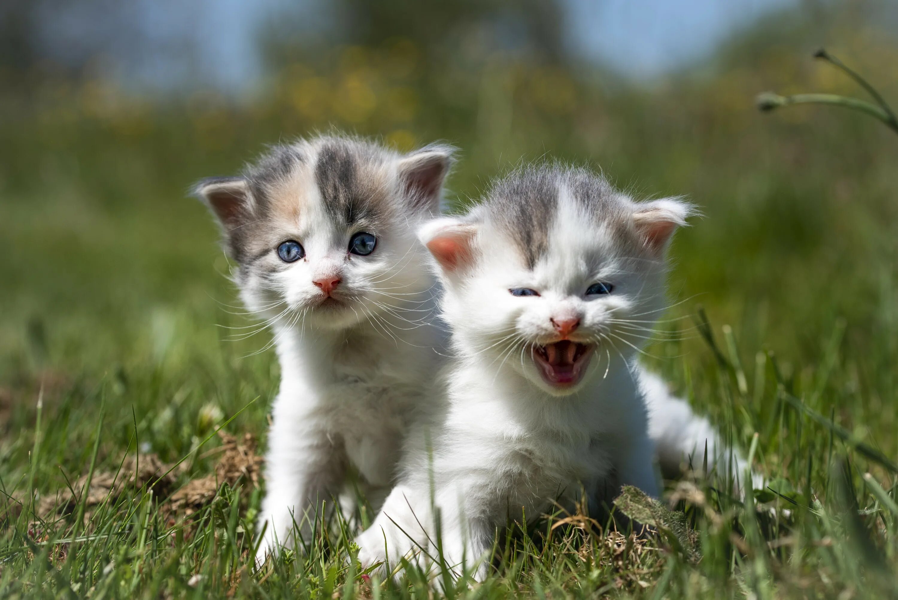 Two cute. Милые кошечки. Красивые котята. Милый котик. Милые котятки.