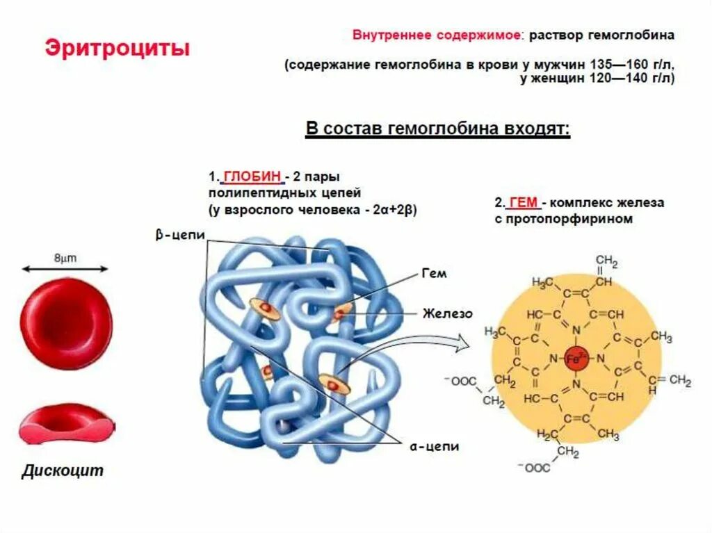 Функции гемоглобина эритроцитов. Транспортная функция гемоглобина. Глобин гемоглобина а состоит. Гемоглобин распадается на гем и Глобин.