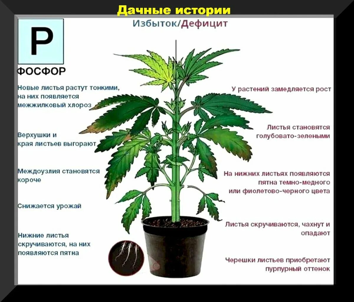 Какое влияние оказывает фосфор на растения. Признаки недостатка фо. дефицит и избыток фосфора. при нехватке фосфора у растений. недостаток фософрау растений.