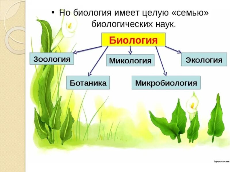 Области биологии 5. Биология наука о живой природе 5 класс. Биология наука о живой природе 5 класс презентация. Презентация по биологии 5 класс yferf j ;bdjq ghbhjlt. Биология 5 класс биология наука о живой природе.