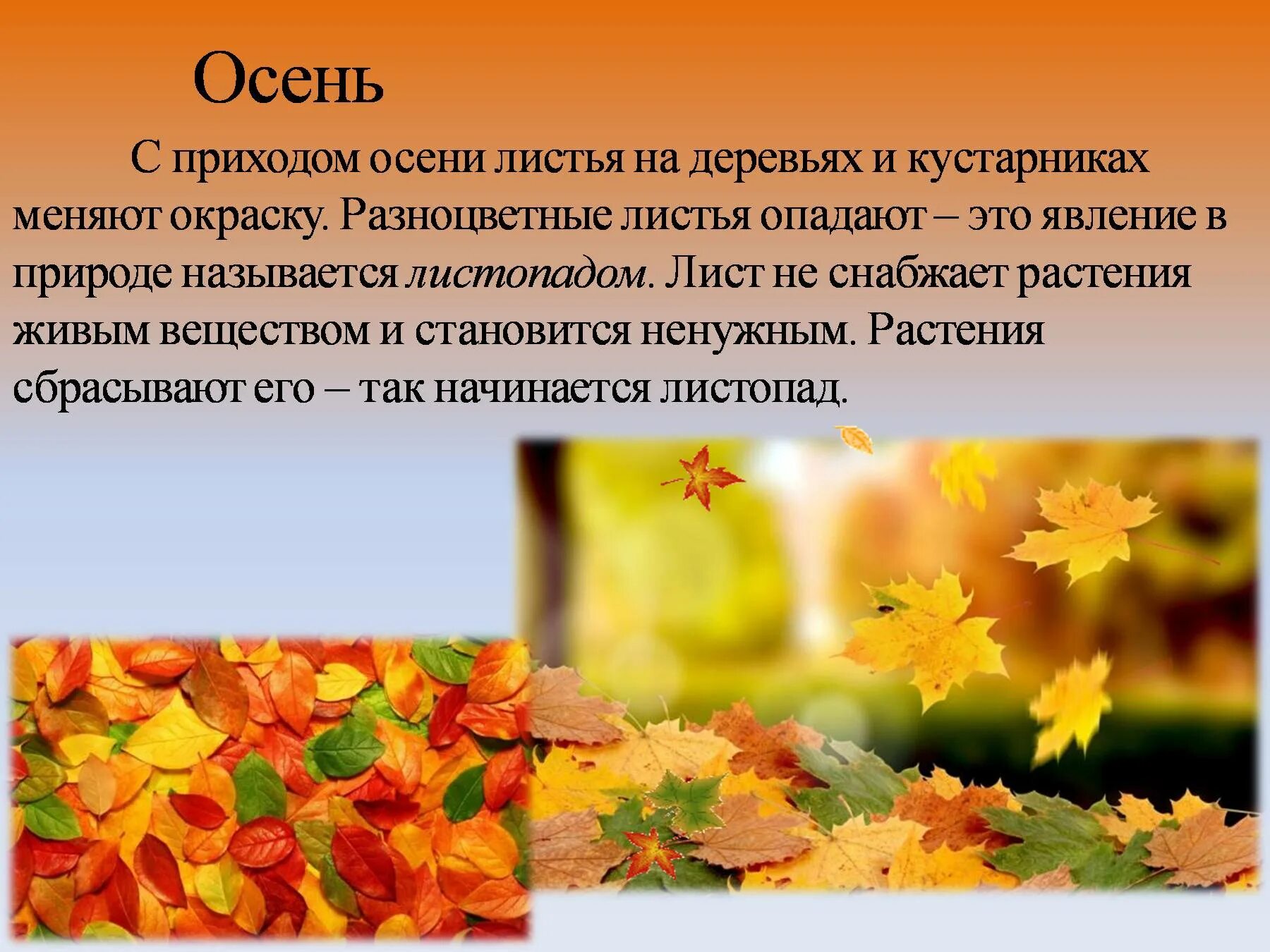 Какие изменения в жизни растений происходят осенью. С приходом осени листья. Осенние изменения у растений. Изменение окраски листьев и листопад. Причина осенней окраски листьев деревьев.