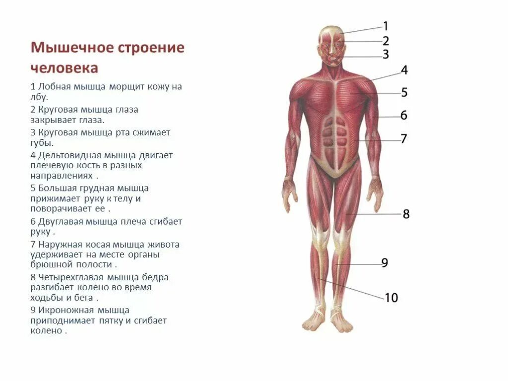 Анатомия человека 1. Мышечная система схема строения. Строение человека спереди. Строение человека мышцы анатомия. Строение человека с надписями спереди.