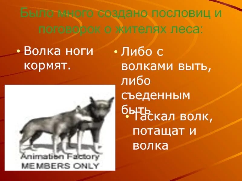 Сколько не корми пословица. По Волчьи выть поговорка. Поговорки про волка и ногу. Смысл пословицы с волками жить по Волчьи выть. Поговорка с волками жить по Волчьи выть.