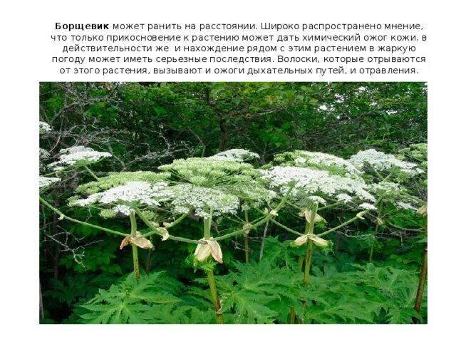Почему борщевик способен вытеснять другие растения ответы. Борщевик ядовитое растение ожоги. ожоги борщевик растение борщевик. ожоги от растения борщевик.