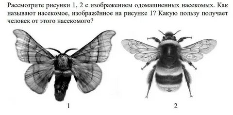 Насекомое какой род