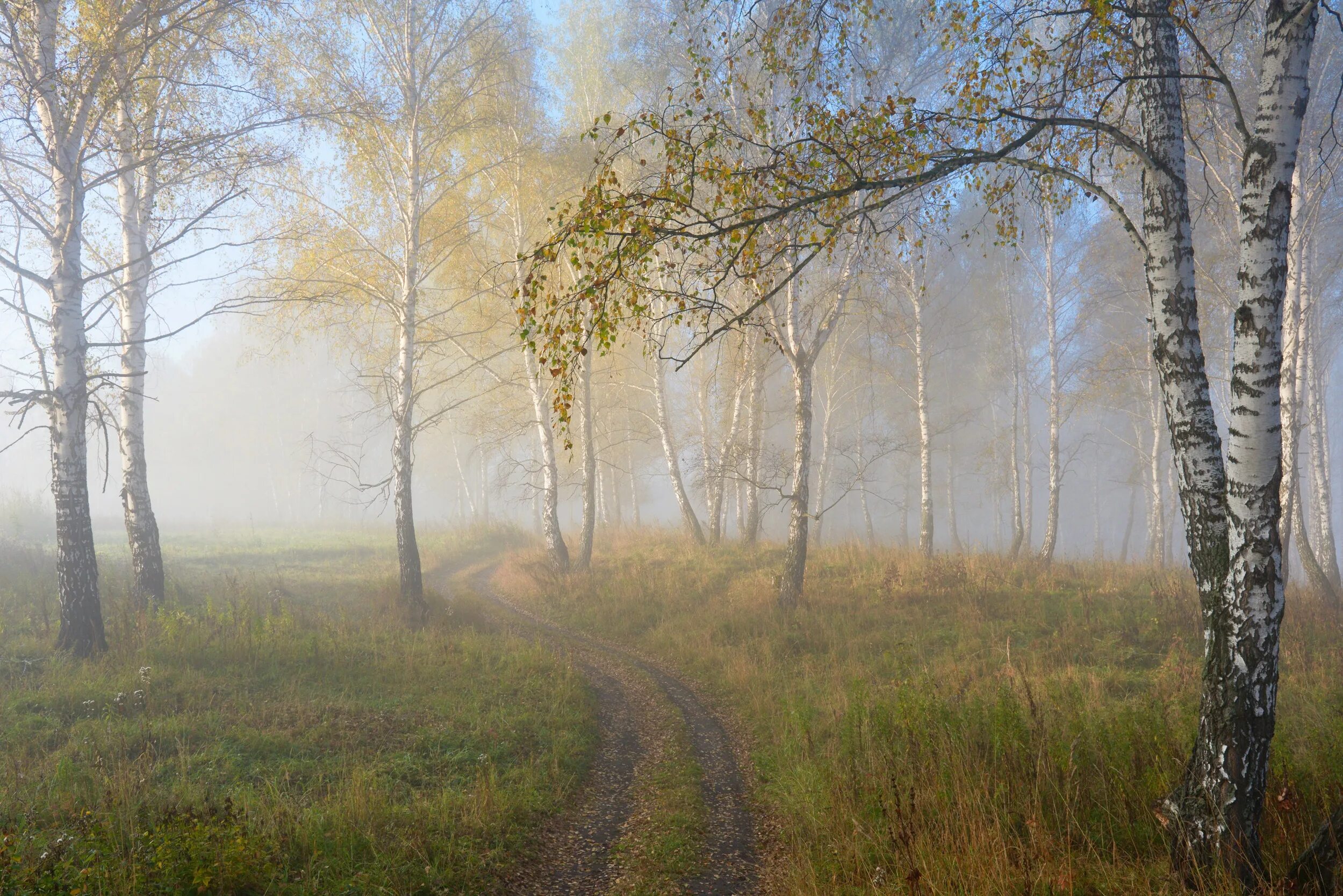 Грустные березы. Есенинская Русь береза. Березы в тумане. Пейзаж с березами. Природа светлая.