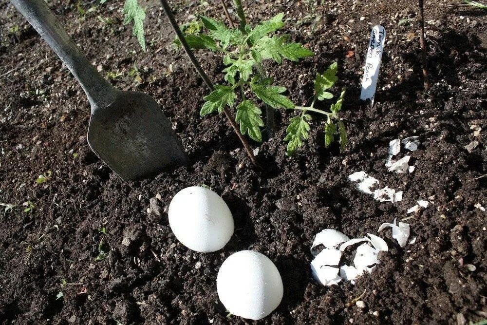 Чем подкормить землю весной перед посадкой. Скорлупа яиц для огорода. Удобрение яичной скорлупой в огороде. Скорлупки яиц в огороде. Яичнаяшкарлупа дляогорода.