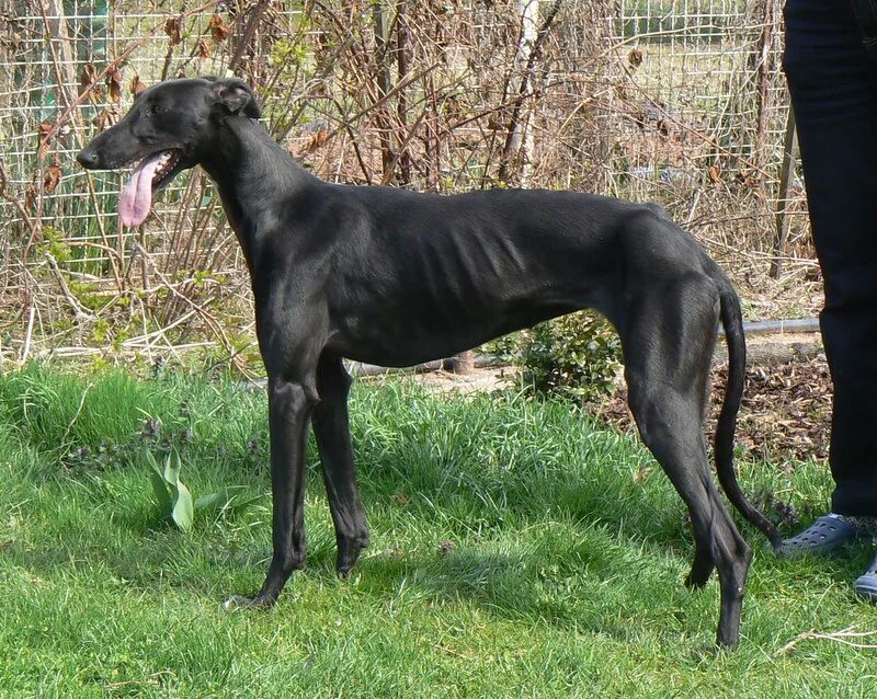 уиппет гончая борзая. порода борзых азавак. худощавую большим.