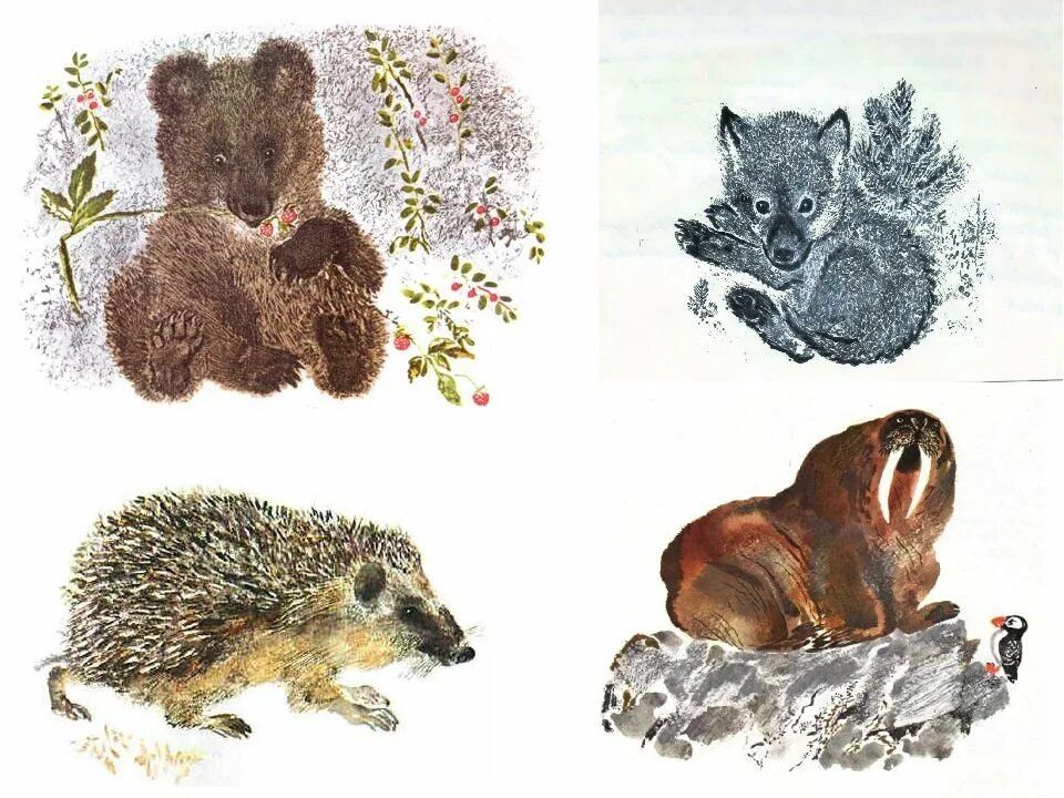 Иллюстрации е чарушина. Евгений чарушин заяц. Чарушин художник иллюстратор. Олешки е чарушин. Евгений чарушин иллюстрации тюпа.