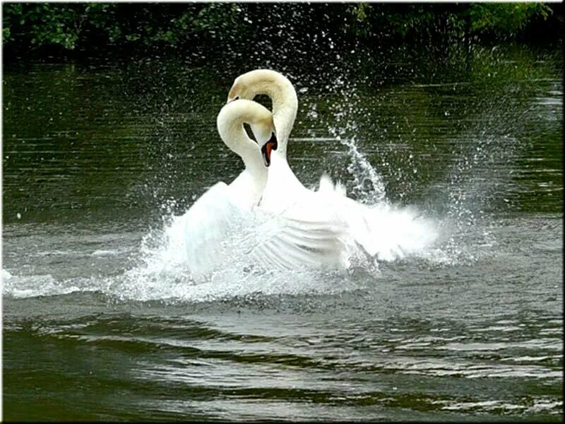 Брачные 4 буквы. «Танец лебедей». Лебеди в Бийске. Танец белых лебедей. Танцующая лебедь.