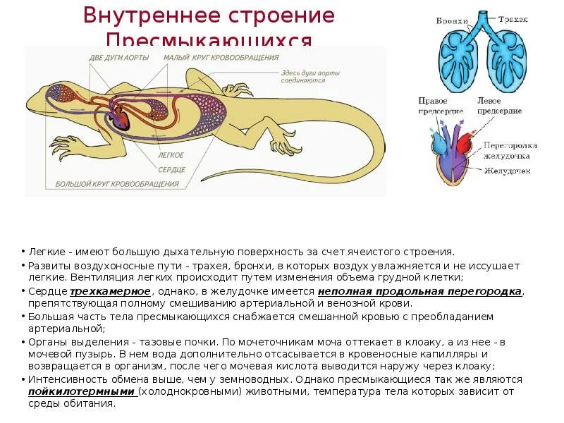 Сравните строение дыхательной системы рептилий и амфибий. Строение лёгких пресмыкающихся. мочевой пузырь у рептилий. внутреннее строение пресмыкающихся. внутреннее строение рептилий 8 класс.